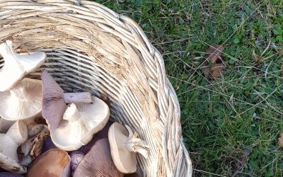 Por fin salen setas por el Valle de Ezcaray