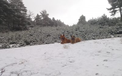 Volvemos a tener nieve recién caída en Valdezcaray…